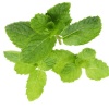 Bạc hà(Húng lủi) trồng tự nhiên
